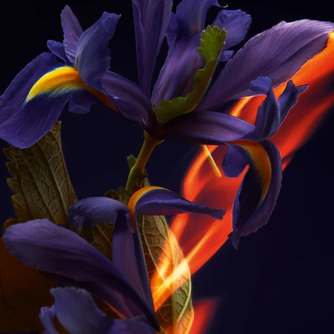 Iris Fatiche – Eau De Parfum 80Ml Iris Fatiche – Eau De Parfum 80Ml